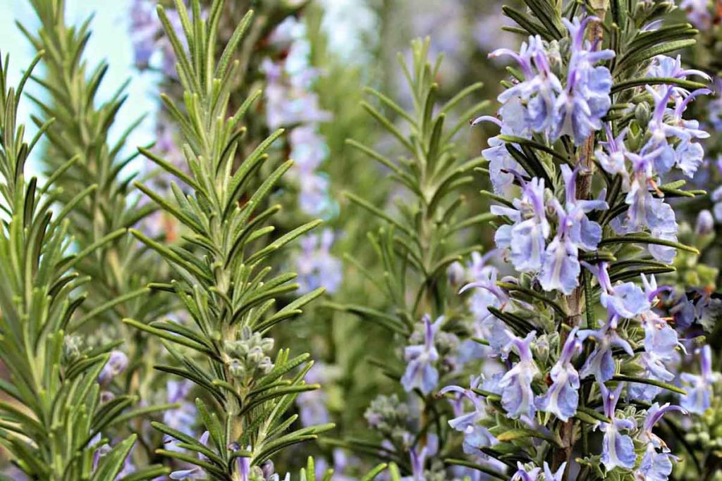 How to Keep Your Plants Alive in an Australian Summer