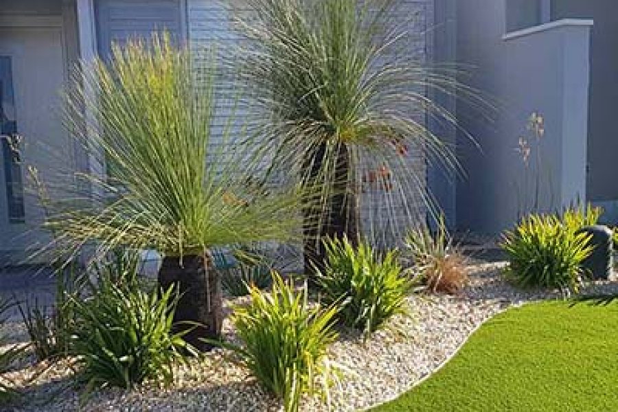 How to Keep Your Plants Alive in an Australian Summer