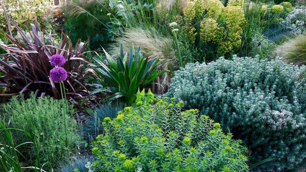 What are the best plants for coastal regions?