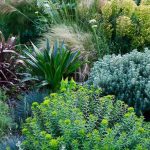 What are the best plants for coastal regions?