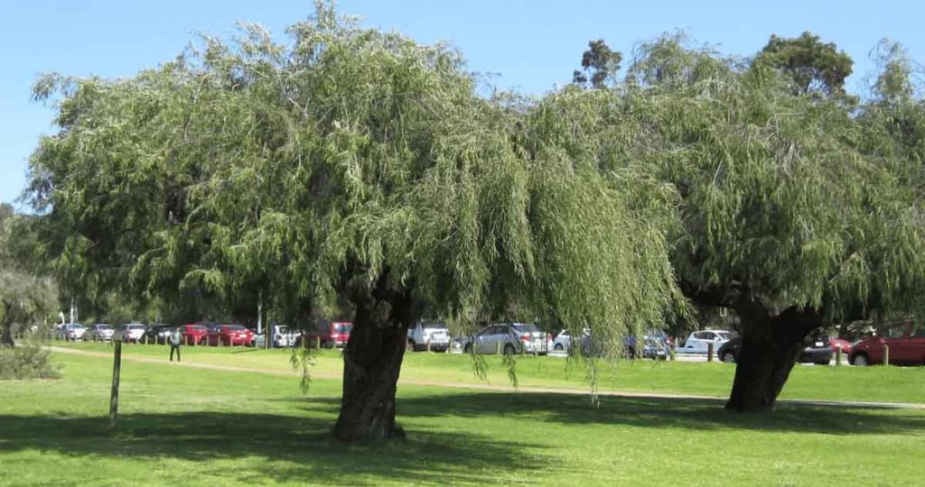 Shade Trees for Perth: Best Options for Your Property