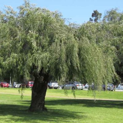 Shade Trees for Perth: Best Options for Your Property