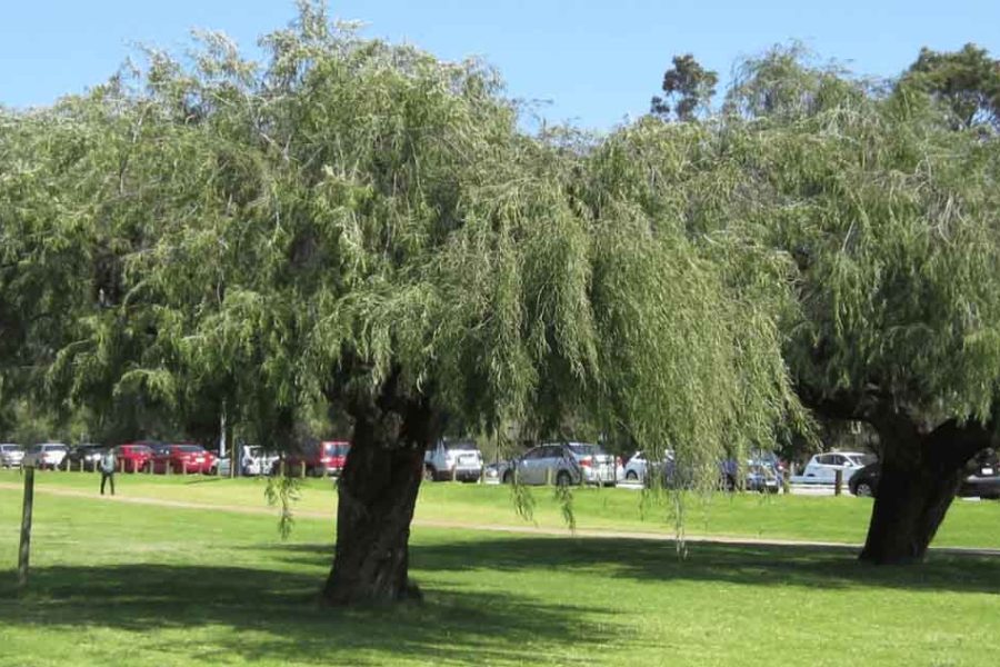 Shade Trees for Perth: Best Options for Your Property