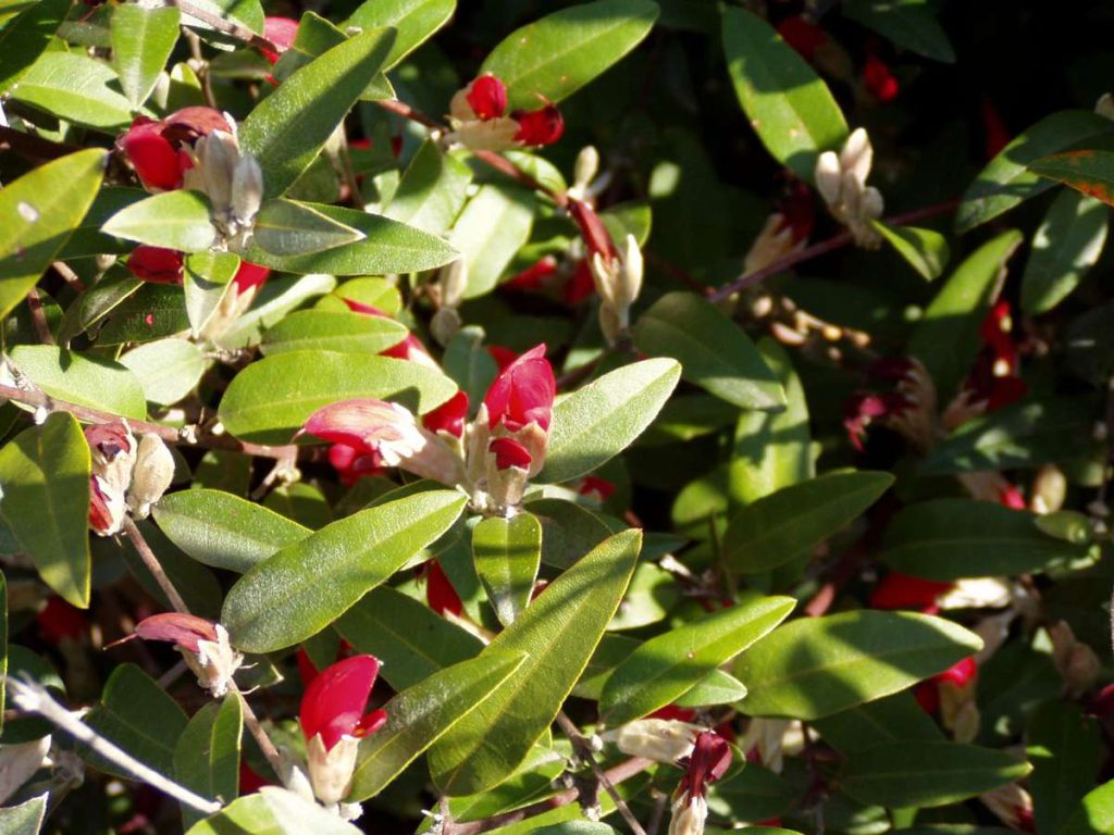 Native Perth Plants That Thrive in Sandy Soils - A Complete Guide