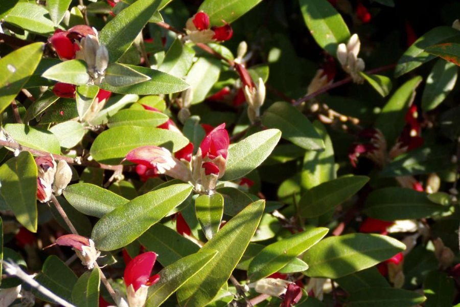 Native Perth Plants That Thrive in Sandy Soils – A Complete Guide