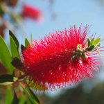 Best Time to Plant in Perth: Month-by-Month Gardening Calendar