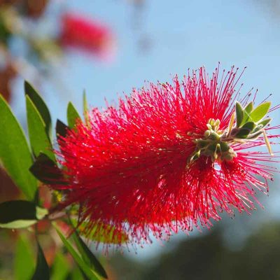 Best Time to Plant in Perth – Month-by-Month Gardening Calendar