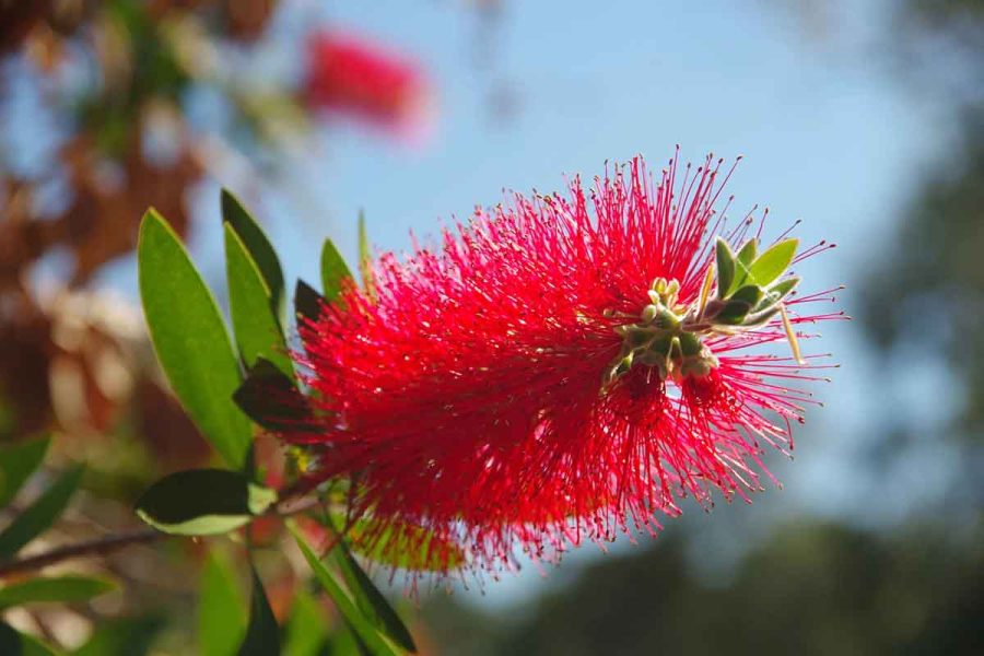 Best Time to Plant in Perth – Month-by-Month Gardening Calendar